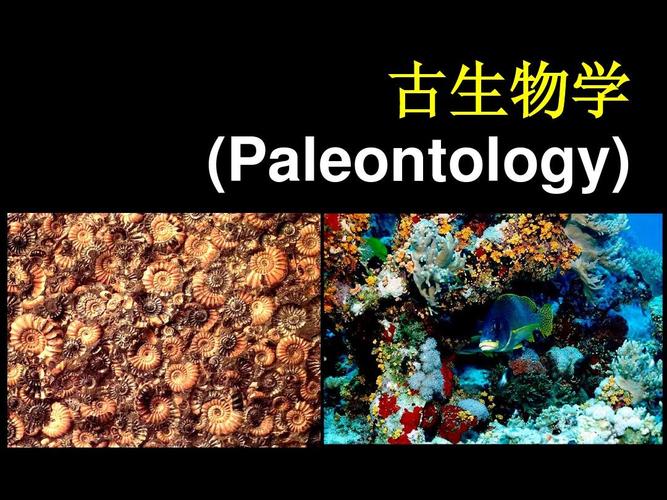 文档下载 所有分类 自然科学 生物学 > 古生物学概论,化石及其研究第1